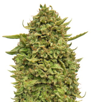 1732895172230.png 1732895172230.png