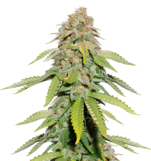 1733158373431.png 1733158373431.png