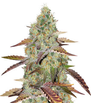 1733336343812.png 1733336343812.png