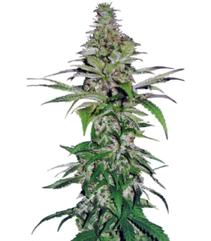 1733768908592.png 1733768908592.png