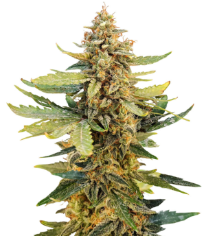 1733769015310.png 1733769015310.png