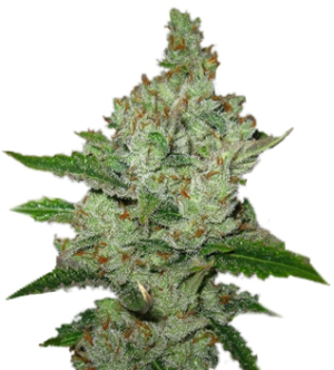 1734767954180.png 1734767954180.png