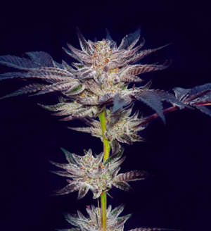 1734869283137.png 1734869283137.png