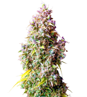 1736192878924.png 1736192878924.png