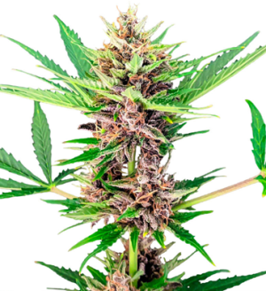 1736343104937.png 1736343104937.png