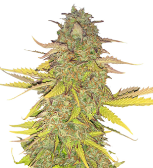 1736349902082.png 1736349902082.png