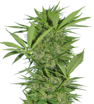 1736436194157.png 1736436194157.png