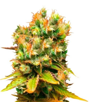 1736615191104.png 1736615191104.png