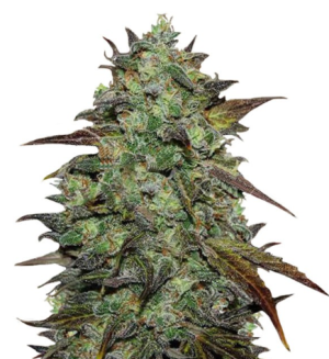 1736861568891.png 1736861568891.png