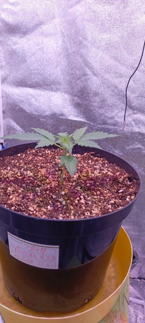 Изображение WhatsApp 2025-01-14 в 19.03.54_3b4760b1.jpg