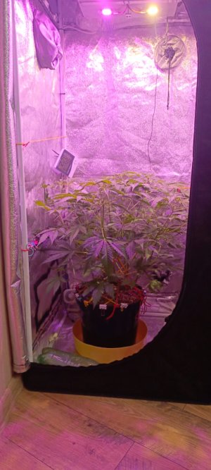 Изображение WhatsApp 2025-01-14 в 19.46.22_92bf6a2b.jpg