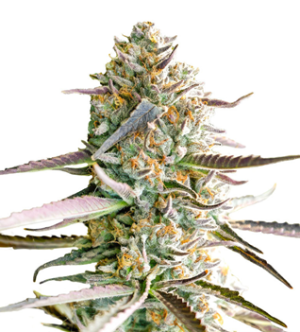 1737214542343.png 1737214542343.png