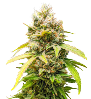 1737214549844.png 1737214549844.png