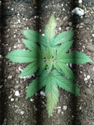 IMG_20250124_124647.jpg IMG_20250124_124647.jpg