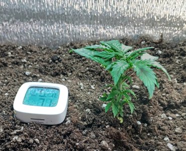 IMG_20250128_004210.jpg IMG_20250128_004210.jpg