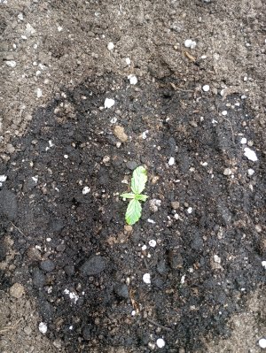 IMG_20250128_161731.jpg IMG_20250128_161731.jpg