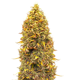 1738133568051.png 1738133568051.png