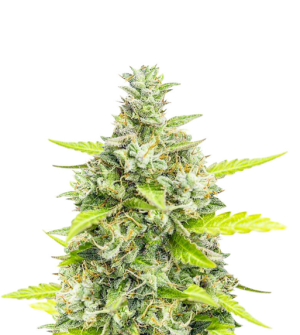 1738143858857.png 1738143858857.png