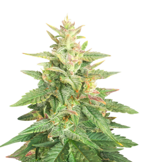 1738144596734.png 1738144596734.png