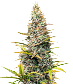 1738164819062.png 1738164819062.png