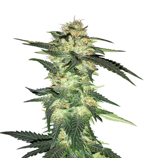 1738174698949.png 1738174698949.png