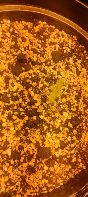 Изображение WhatsApp 2025-02-02 в 16.16.46_3396c0c6.jpg