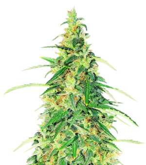 1739029401260.png 1739029401260.png