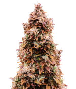 1739029442826.png 1739029442826.png