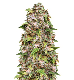 1739029505352.png 1739029505352.png