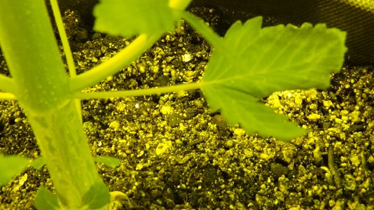 засохший листочек.JPG