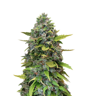 1740066134018.png 1740066134018.png