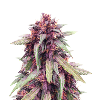 1740076032056.png 1740076032056.png