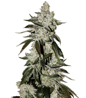 1740076044474.png 1740076044474.png