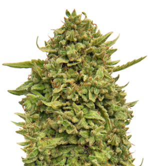 1740328817495.png 1740328817495.png