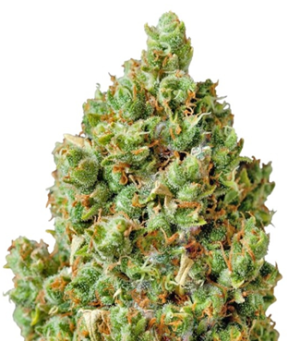 1740328822700.png 1740328822700.png