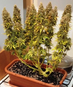 1000015920.jpg 1000015920.jpg