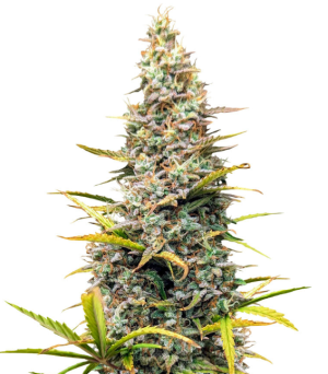 1740503673673.png 1740503673673.png