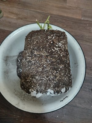 IMG_20250228_202728.jpg IMG_20250228_202728.jpg