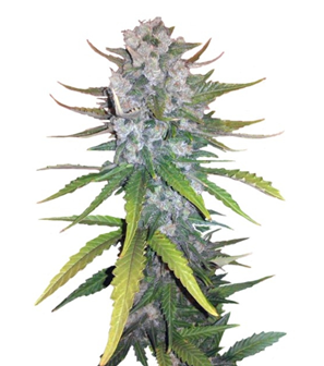 1740916511957.png 1740916511957.png