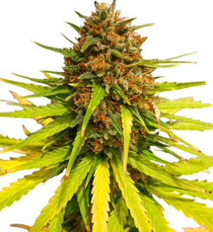 1741168843961.png 1741168843961.png