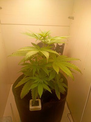 IMG_20250311_205502_650.jpg IMG_20250311_205502_650.jpg