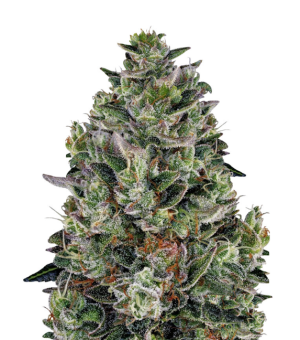 1741716072232.png 1741716072232.png