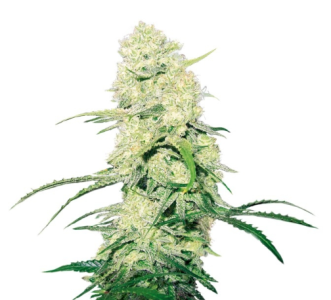 1741716139885.png 1741716139885.png