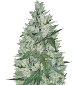 1742125123855.png 1742125123855.png