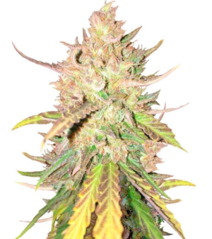 1742402622624.png 1742402622624.png