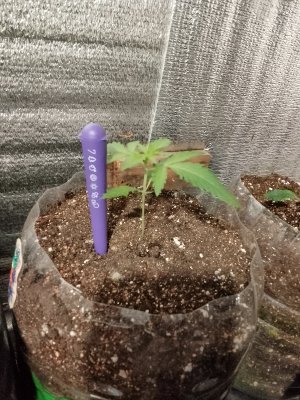 7 подарочная.jpg