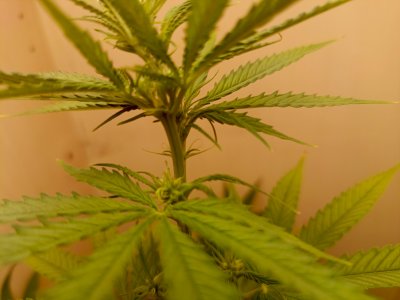 IMG_20250327_190715_470.jpg IMG_20250327_190715_470.jpg