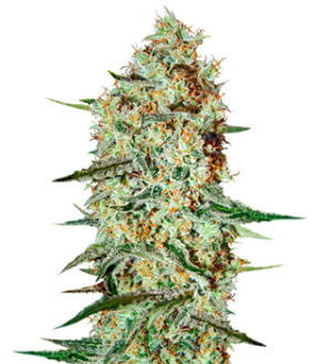 1743597980336.png 1743597980336.png