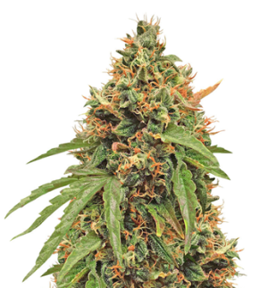 1743597993790.png 1743597993790.png