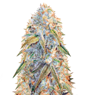 1743598000615.png 1743598000615.png